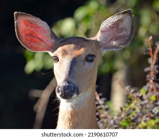 Deer Close Up In Summer