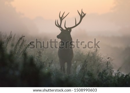 A deer in the colors of a foggy morning.