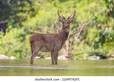 Eld’s Deer In The Creek.