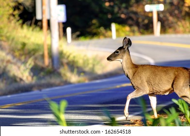 Deer Crossing Road