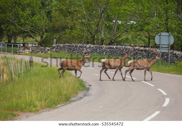 Deer\
crossing the road. Deer in Highland Wildlife Park in Scotland. Buck\
Deer walks across highway on a blind curve, an \