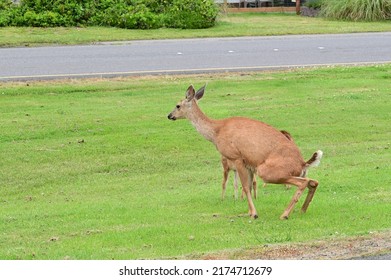 A Deer Crouching To Pee At Ocean Shores In Washington, USA.