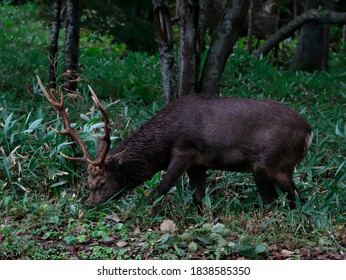 Deer in the deep forest