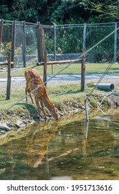 A Deer Drinking From A Detention Basin