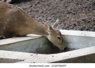 A Deer Drinking Some Water