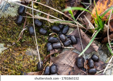 Deer droppings are in autumn mountain in Japan.