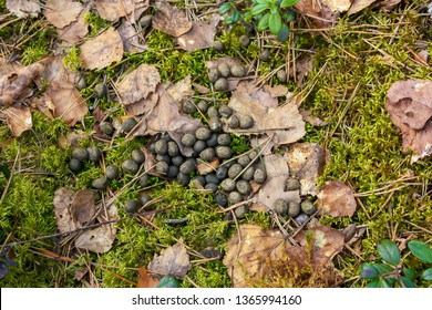 Deer Droppings Poop Also Known As Feces, Stool Or Scat Are Usually Piled Small Pellets Is The Universal Metabolic Byproduct Of The Digestive Tract Of Animal