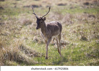 Deer At Dunham Massey