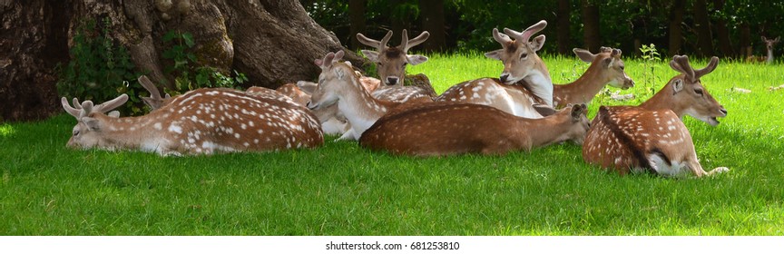 Deer At Dyrham Park