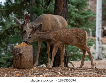 Deer eating bird feed in Duck Creek Village, Utah