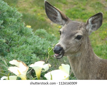 Deer Eating In Flowers