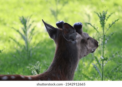 Deer eating grass near a tree. Young deer. Reindeer graze on the lawn. Deer looking around. Deer with small antlers. - Powered by Shutterstock