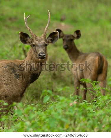 Deer eating grass on Khao Yai National Park
Roe deers standing on meadow
