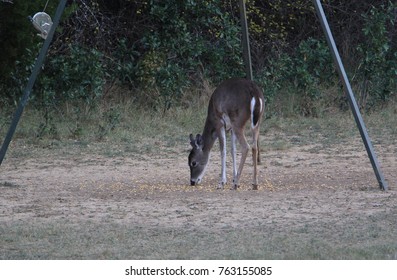 A Deer Feeder Images Stock Photos Vectors Shutterstock