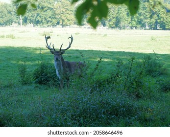a deer at the edge of the forest