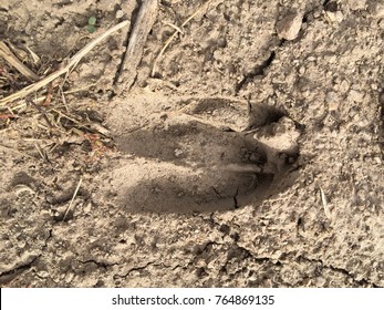 Deer Elk Cow Footprint Mud Forest Stock Photo 764869135 | Shutterstock