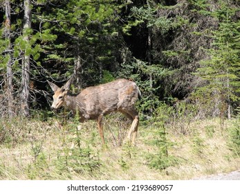 Deer Emerging From The Forest