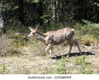 Deer Emerging From The Forest