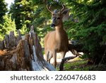 Deer encounter at Olympic National Park