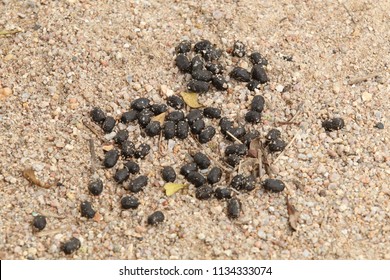 Deer Excrements On Gravel Ground Deer Stock Photo 1134333074 | Shutterstock