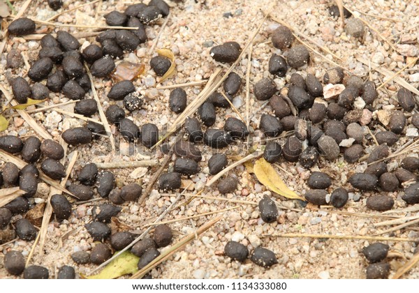Deer excrements\
on gravel ground. Deer poop on gravel ground. Animals dung. Animal\
defecate. Waste of Animal.