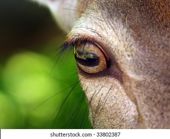 Deer eye close up
