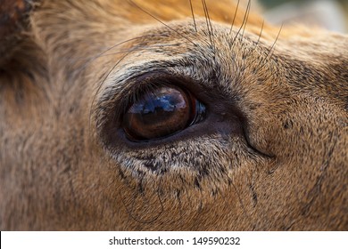 40,052 Deer eyes Images, Stock Photos & Vectors | Shutterstock