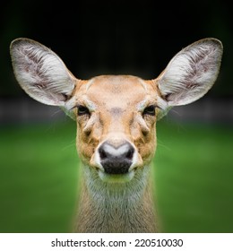 Deer face close up