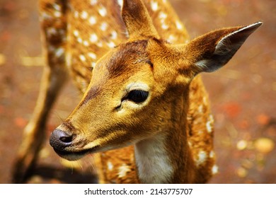 Deer face close up shoot 