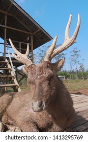 Deer face while resting on a park