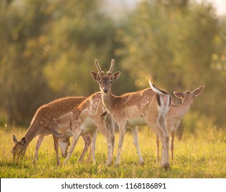 A Deer Family