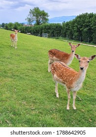 Deer Family Found On Lake Constance During Summer Vacation 2020