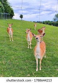 Deer Family Found On Lake Constance During Summer Vacation 2020