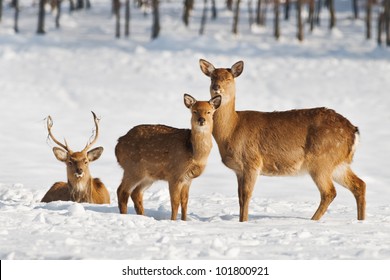 Deer Family On Winter Field