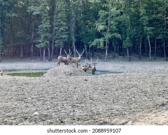 Deer Family In Ormanya Park Turkey; A Group Of Deers Are On The Lake In Front Of The Trees And Looking To The Camera; Selective Focus On Animals 