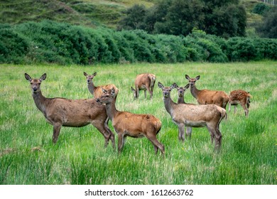 Deer Family In Scottish Highlands