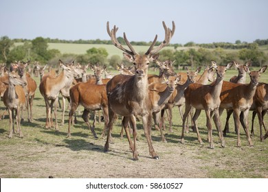 43,648 Deer Farm Images, Stock Photos & Vectors | Shutterstock