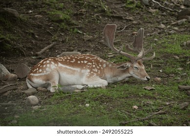 Deer fawn with antlers resting in the shade and on the grass - Powered by Shutterstock