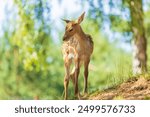 A deer and fawns in a forest in a park on a summer day