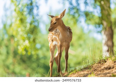 A deer and fawns in a forest in a park on a summer day
