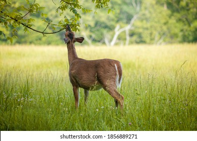 Deer Feeding In Cades Cove