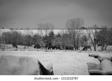 Deer Feeding At Snowy Treeline