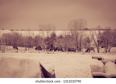 Deer Feeding At Snowy Treeline