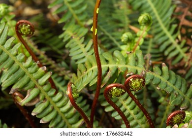 Deer Fern - Blechnum Spicant