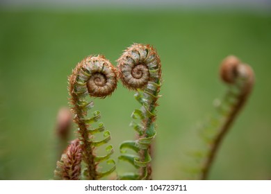 Deer Fern Fiddleheads In Spring