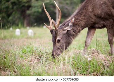 deer in field