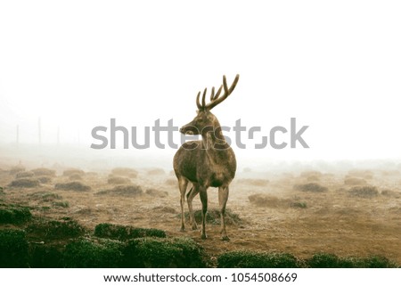 Similar – Image, Stock Photo no a Hirsch Nature Animal