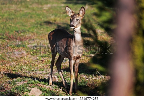 Deer in\
the field near human settlements in\
autumn.