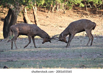 
Deer Fighting For A Mating Partner In Komodo National Park, Indonesia.