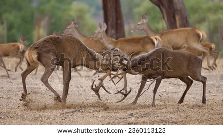 deer fighting at mating time